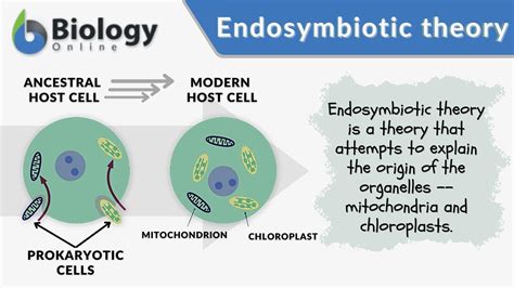 what is endosymbiosis theory in biology