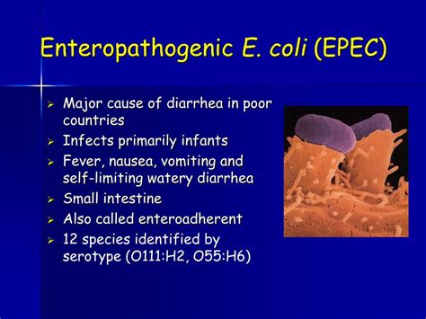 what is epec infection
