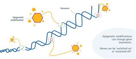 What Is Epigenetic Modifications And Examples