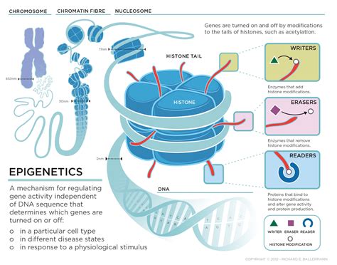 Unlocking the Secrets of Gene Expression: What is Epigenetics and How Does it Impact Our Health?