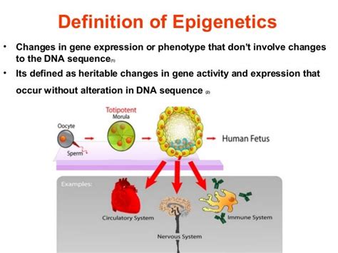 Unlocking the Secrets of Gene Expression: What is Epigenetics Definition and How Does it Impact Our Health?