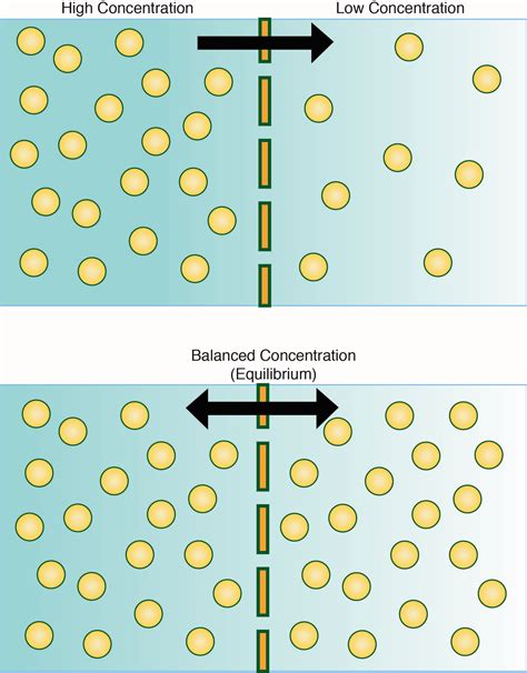 What Is Equilibrium In Diffusion