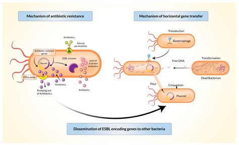 Understanding ESBL: What is ESBL Infection and Its Risks?