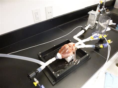 what is ex vivo experiment