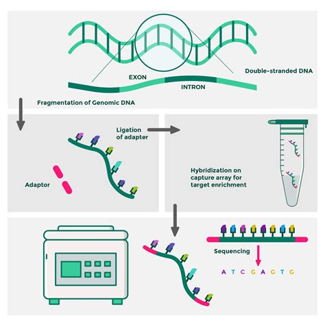 what is exome sequence analysis