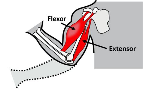 what is extensor and flexor