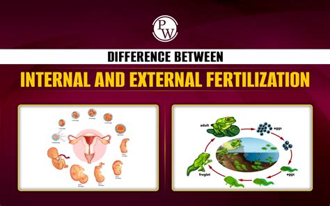 what is external fertilization explain giving example class 8
