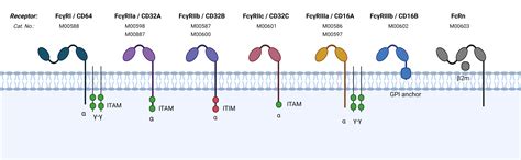 what is fcrn receptor