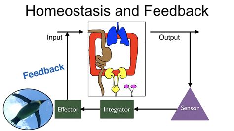 What Is Feedback Loop In Science