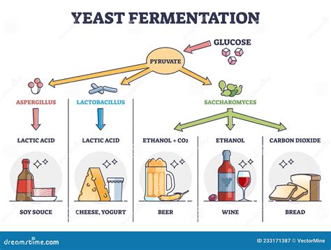 What Is Fermentation Yeast