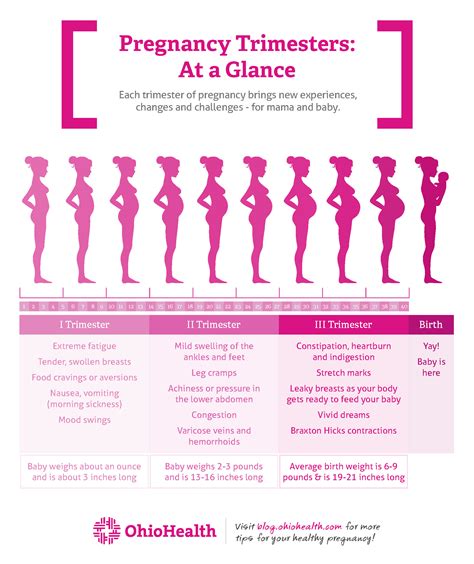 what is first second and third trimester