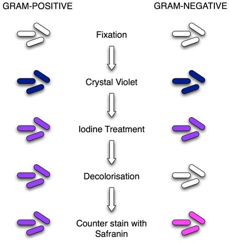 What Is Fixation In Gram Staining