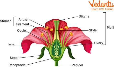 What Is Flower Explain With Example