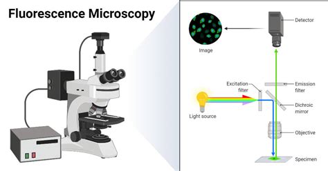 What Is Fluorescence Microscope Principle