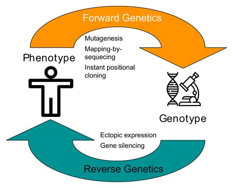what is forward genetic screening