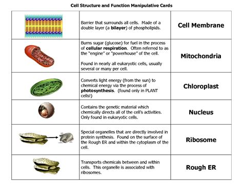 what is function cell