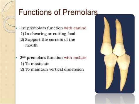 what is function of premolar and molar