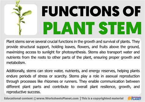 what is function of stem in plant