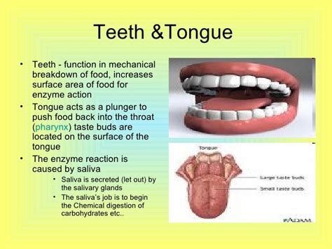 what is function of teeth and tongue