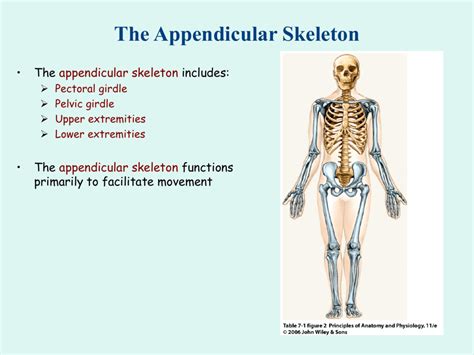 what is function of the appendicular skeleton