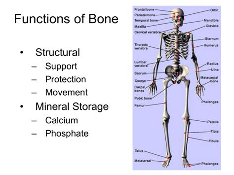what is function of the bones