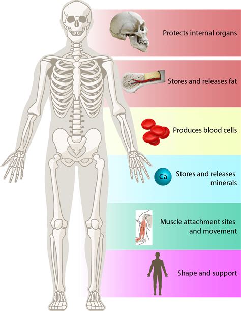 what is function of the skeleton system