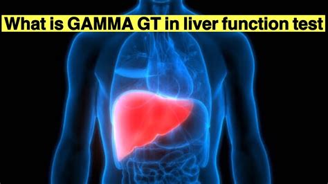 what is gamma gt in liver function test