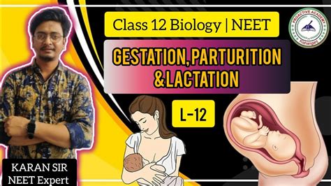 what is gestation and parturition class 12