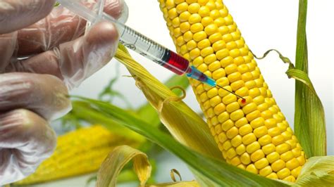 what is gmo farming
