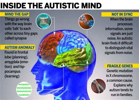 what is going on in the brain with autism
