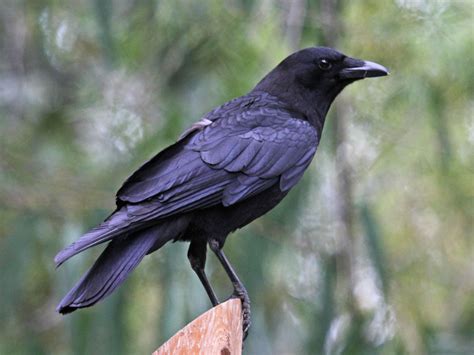 what is good about crows