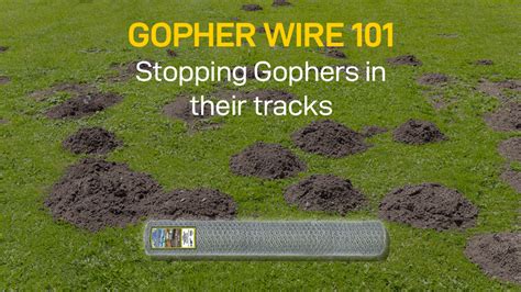 What Is Gopher Wire