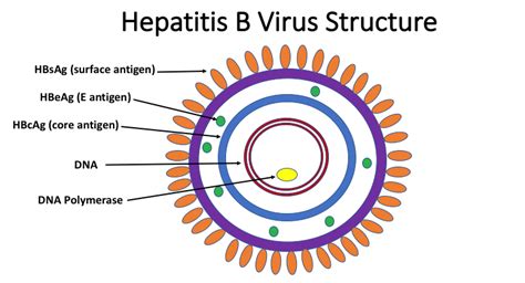 what is hepatitis b surface