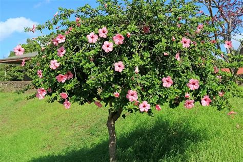 What Is Hibiscus Tree