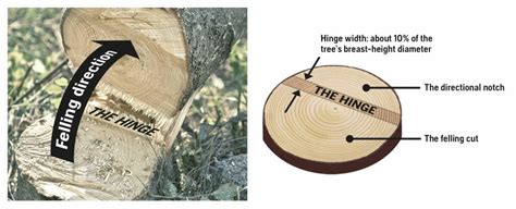 What Is Hinge Cutting A Tree
