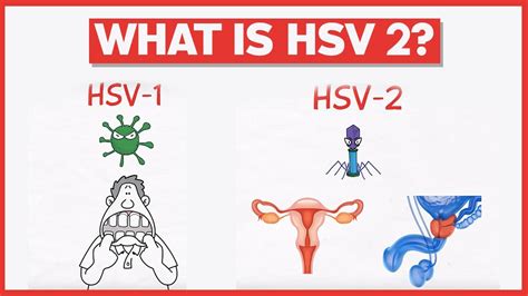 what is hsv2+ mean