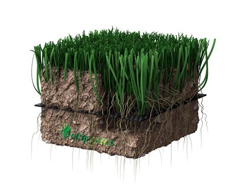 what is hybrid grass