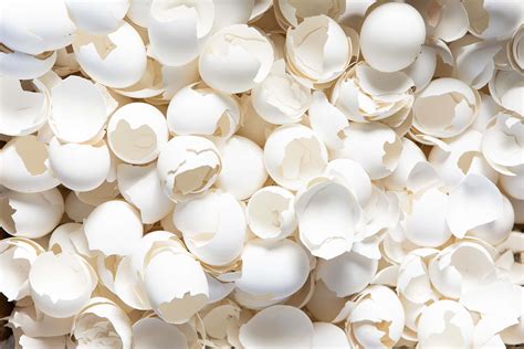 What Is In Eggshells