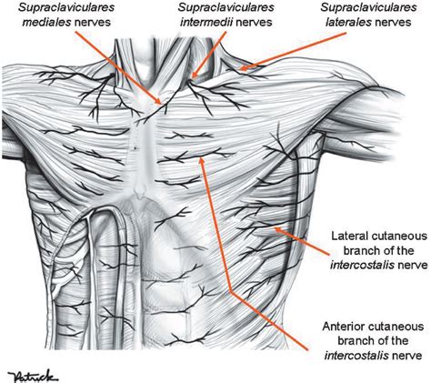 What Is In Upper Left Chest