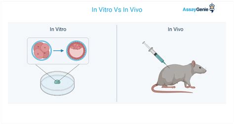 what is in vitro and in vivo experiments