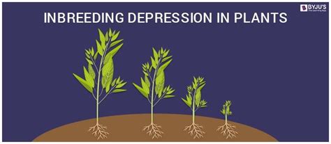 what is inbreeding depression in simple words