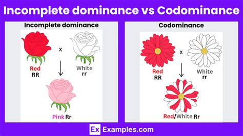 What Is Incomplete Dominance Vs Codominance