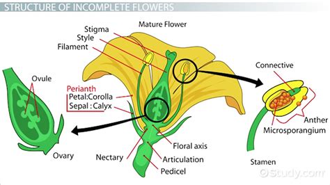 What Is Incomplete Flower With Example
