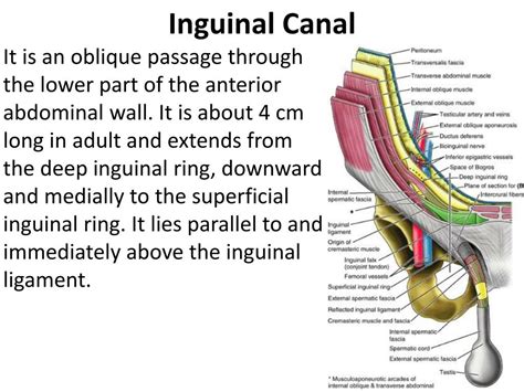 what is inguinal area
