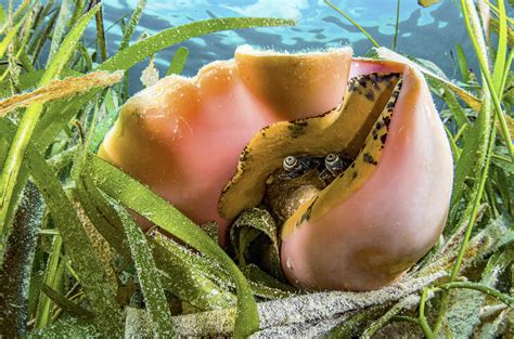 What Is Inside Of A Conch Shell