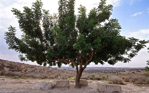 what is israel's national tree