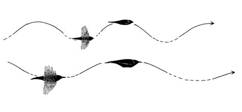 what is it called when birds fly in patterns