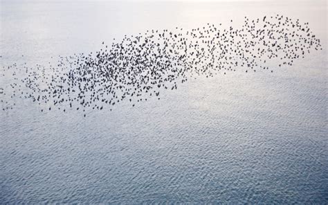 what is it called when birds fly together in a pattern