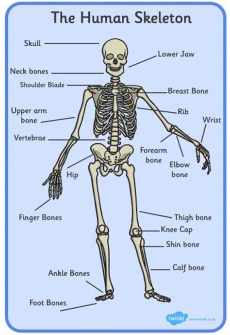 What Is It Called When You Study Bones