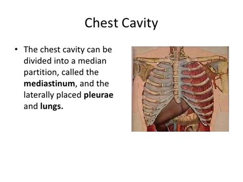 What Is It Called When Your Chest Is Caved In